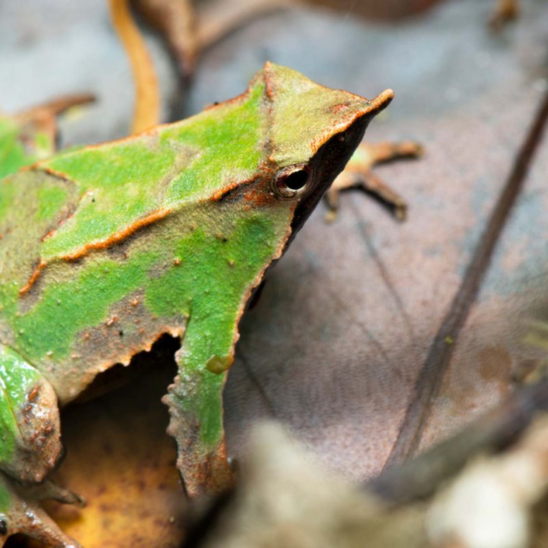 8 Consejos para avistar fauna en estado silvestre